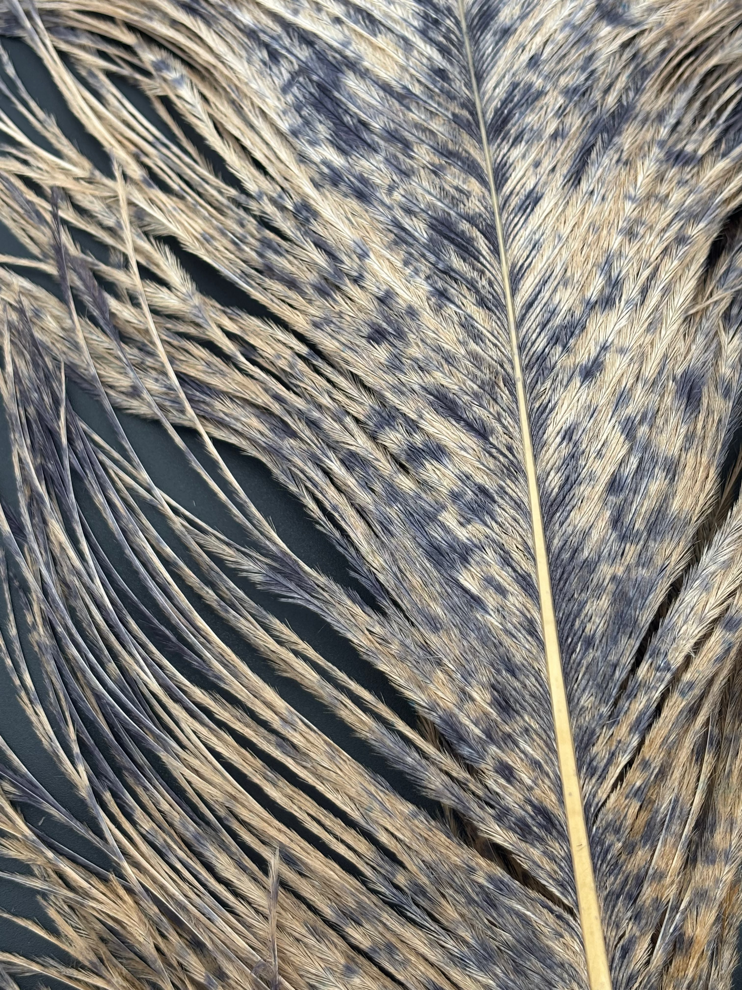 Speckled Ostrich Plume