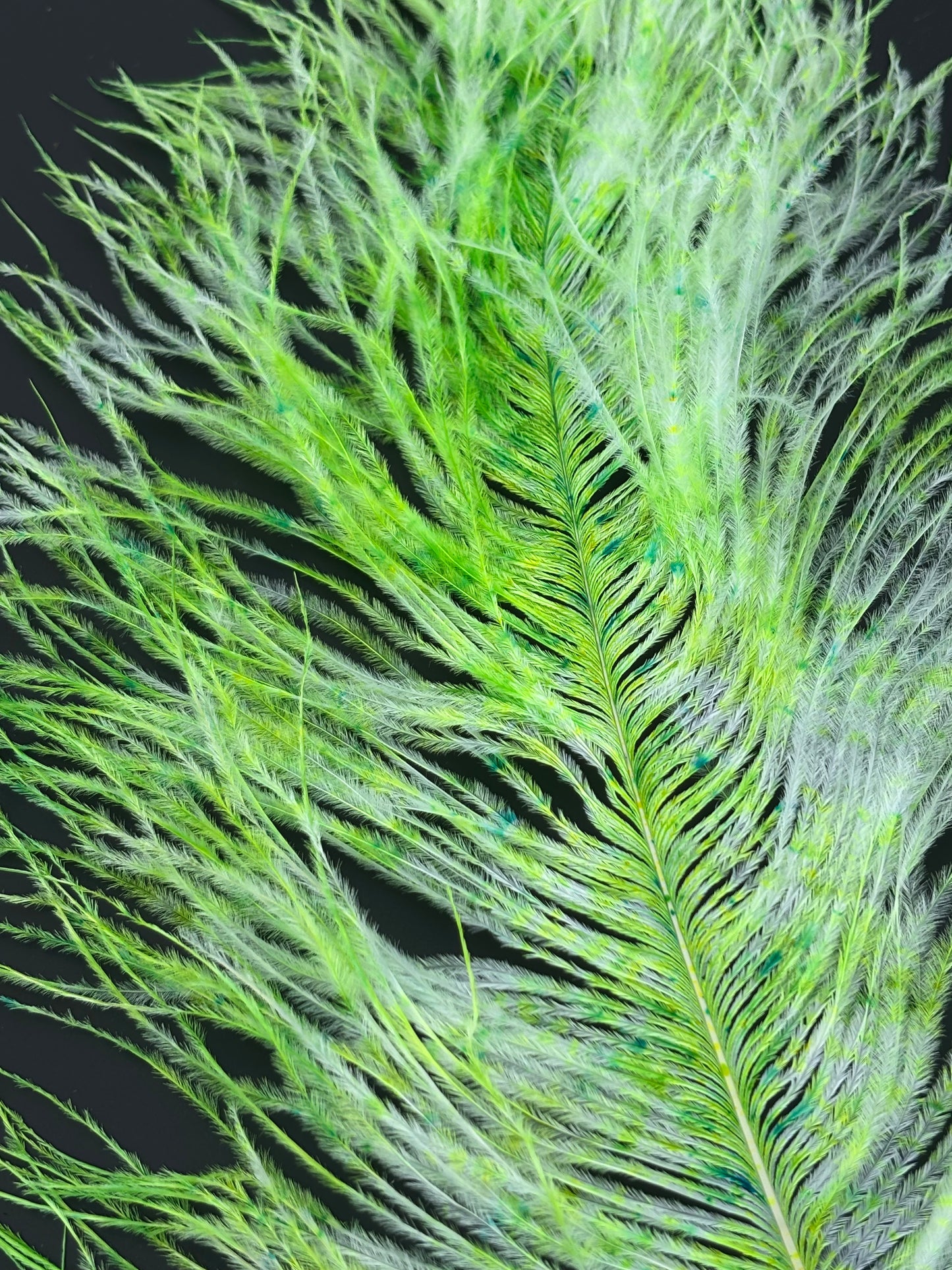 Speckled Ostrich Plume