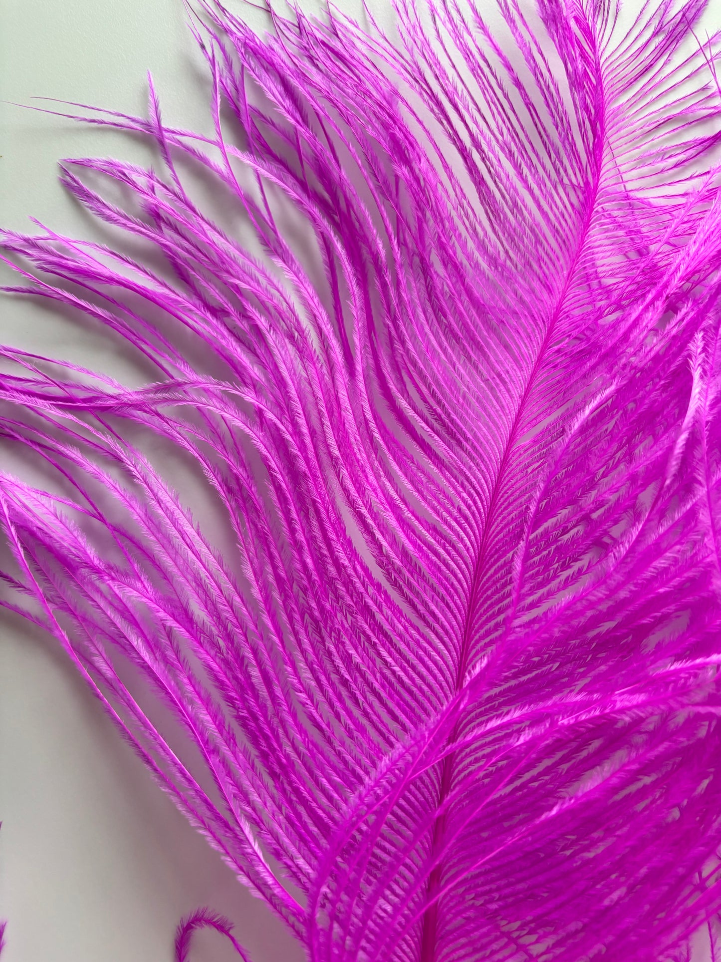 BQ Ostrich Plumes