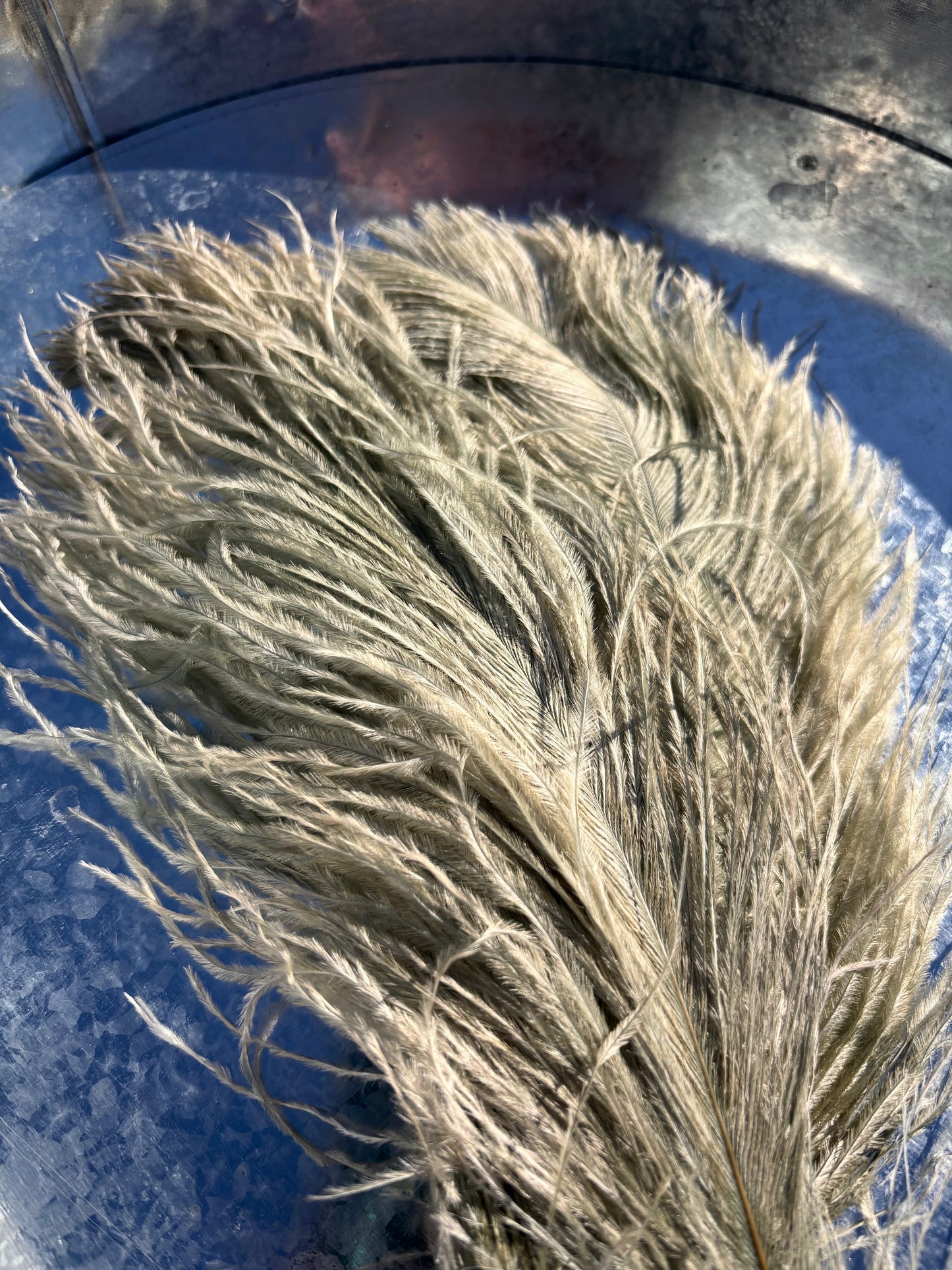 BQ Ostrich Plumes