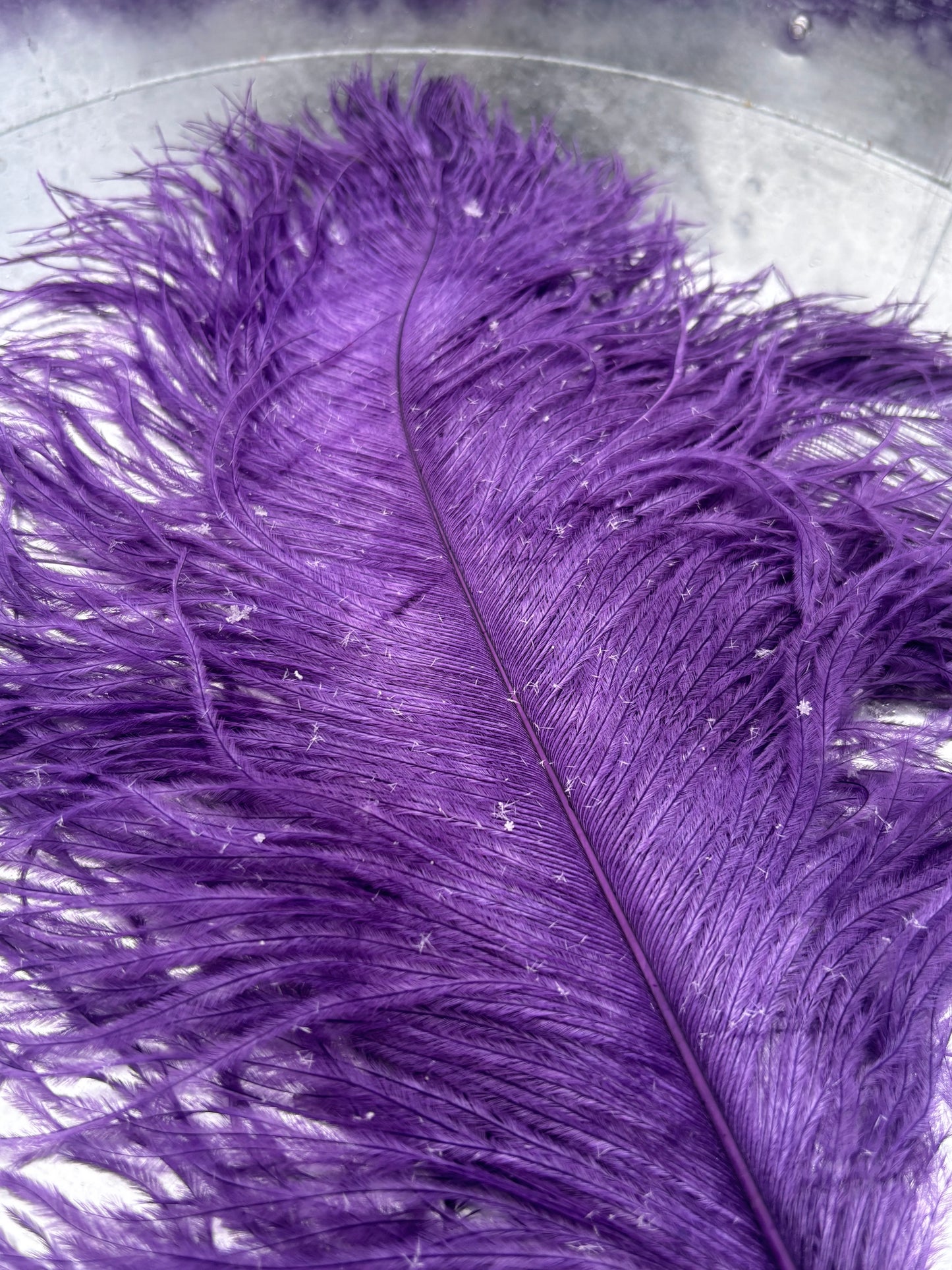BQ Ostrich Plumes