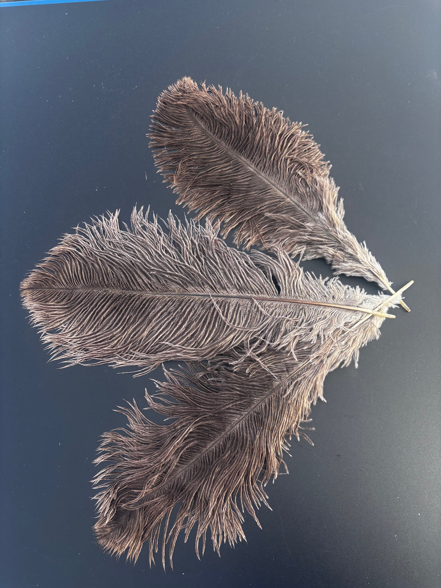 Natural Ostrich Drabs